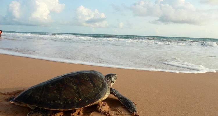 Un viaje por el corazón de Sri Lanka - Apple Vacations Pvt Ltd 6