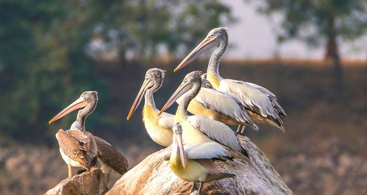 Rajasthan Wildlife Tour au départ de Delhi 9 Nuits 10 Jours - Fragrance of Taj 7