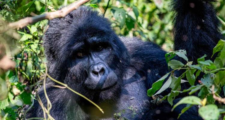 Combined Gabon and Sao Tome Principe Tour - Across Africa Tours & Travel 2