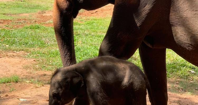 09-Day Expedition through Sri Lanka's Treasures - Apple Vacations Pvt Ltd 3
