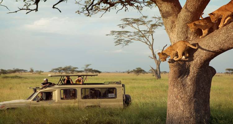 3 days Serengeti & Ngorongoro Fly-in Lodge safari from Zanzibar - Serengeti African Tours 10