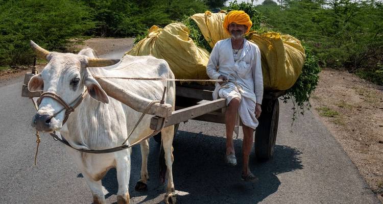 Rajasthan - Terre des maharajahs - Alternative - Explore! 10