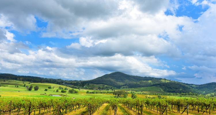 Paysage pittoresque de vignoble avec des collines ondulantes et un ciel nuageux.
