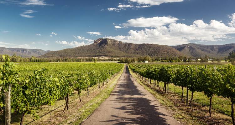 Vignoble avec un sentier pavé menant vers les montagnes.