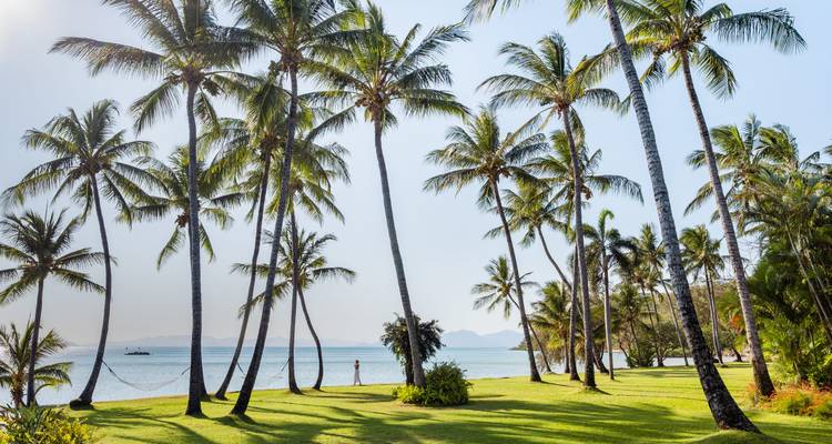 Palmiers sur une pelouse verte avec vue sur l'océan.