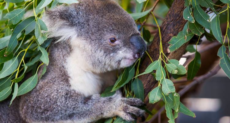 Gros plan d'un koala parmi des feuilles d'eucalyptus.