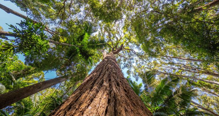 A tall tree viewed from the ground in a lush forest.