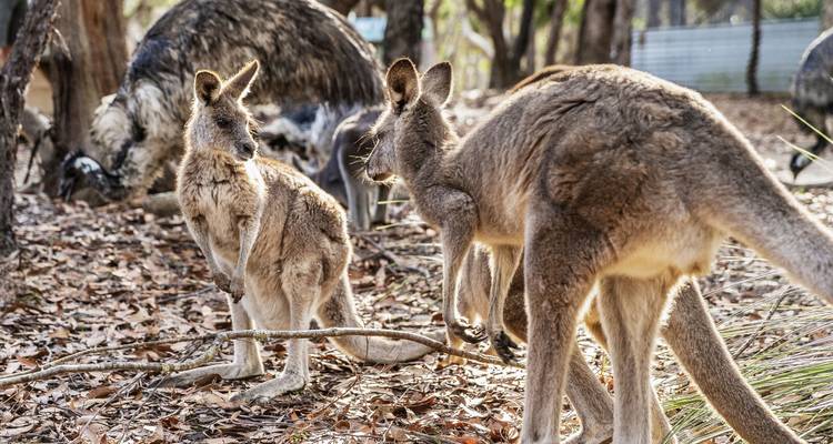 Kangourous et émeus dans un environnement forestier.