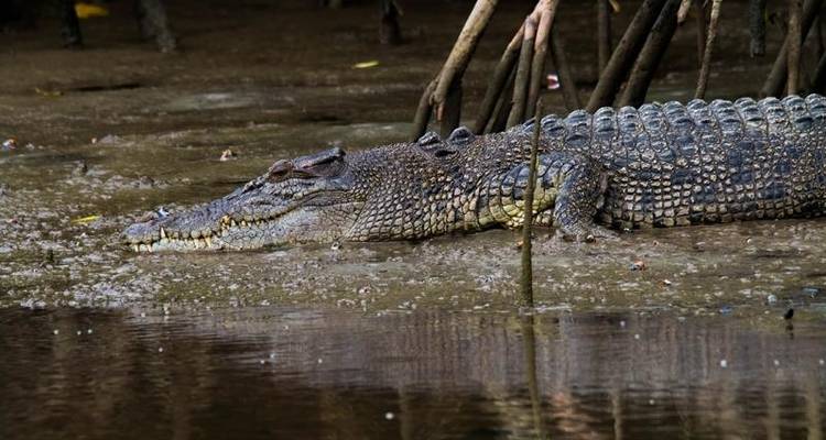 Daintree Rainforest, Cape Tribulation & Port Douglas – 3 Day Boutique Tour - Via Travel Australia 1