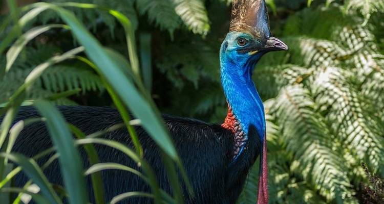 Daintree Rainforest, Cape Tribulation & Port Douglas – 3 Day Boutique Tour - Via Travel Australia 2
