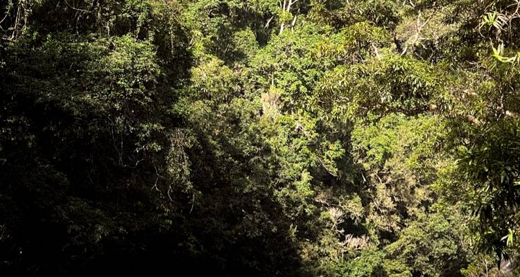 Daintree Rainforest, Cape Tribulation & Port Douglas – 3 Day Boutique Tour - Via Travel Australia 9