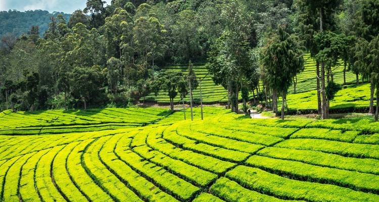 Un tour d'horizon de la culture et des merveilles naturelles du Sri Lanka en 8 jours - Apple Vacations Pvt Ltd 10