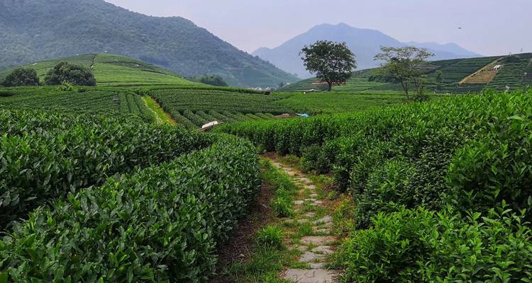 Vast tea fields extending into the distance with mountains.