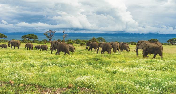 Elefantenherde auf einer üppig grünen Savanne.