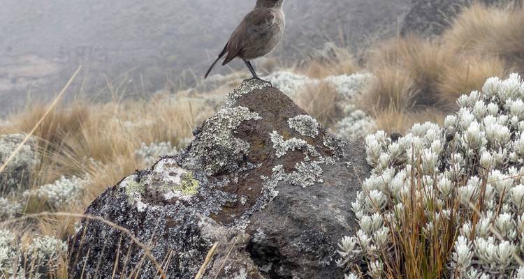 Climb Kilimanjaro via the Lemosho route - Follow Alice 6