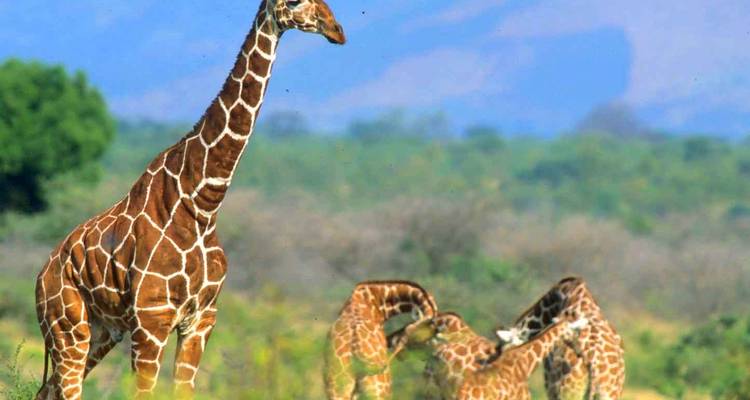 Un groupe de girafes broutant dans un paysage herbeux.