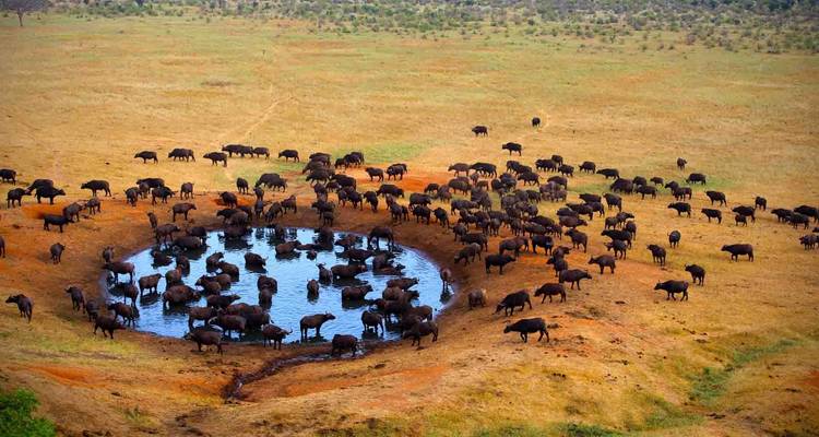 Troupeau de buffles autour d'un point d'eau dans un paysage de savane.