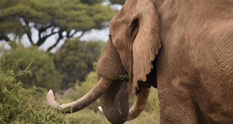 Une vue de profil d'un éléphant mangeant des arbustes, avec des acacias en arrière-plan.