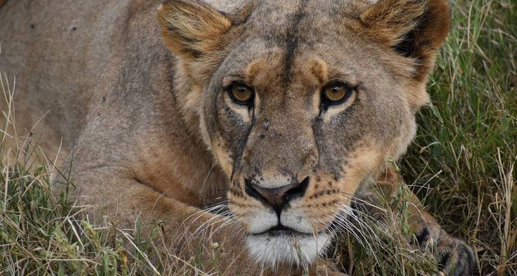 Une lionne se reposant dans une zone herbeuse, regardant vers la caméra.