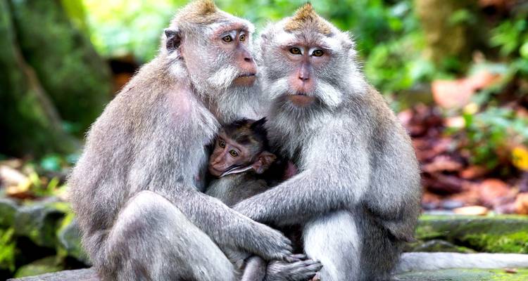 Bangkok, Singapour et Bali - Wanderful Holidays LLC 7