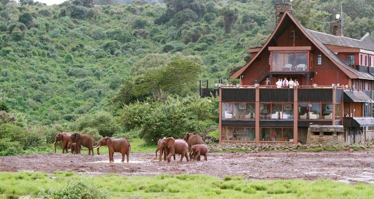 Éléphants près d'un lodge avec des gens qui regardent de l'intérieur.