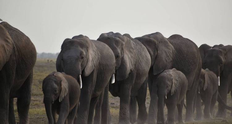 Een kudde olifanten die door een grasrijk vlakte wandelt.