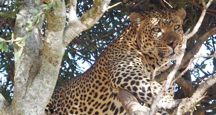 Een luipaard die rust op een boomtak.