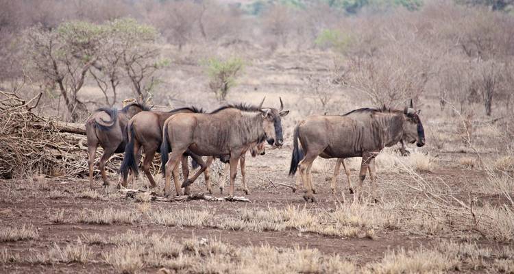 4-Day Kruger National Park Essential Safari - The Mzansi Experience 2