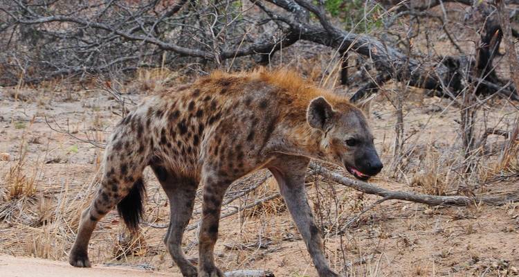4-Day Kruger National Park Essential Safari - The Mzansi Experience 7