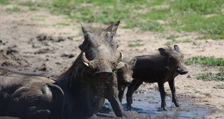 4-Day Kruger National Park Essential Safari - The Mzansi Experience 8