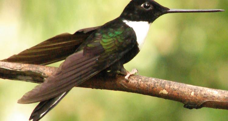 Primer plano de un colibrí colorido posado en una rama delgada.
