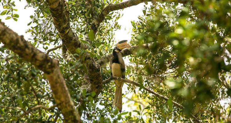 Sri Lanka Chirping Trails - SkyHaven Tours 1
