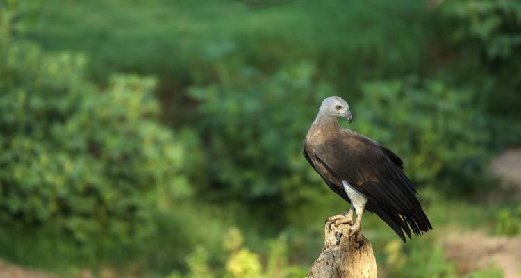 Sri Lanka Chirping Trails - SkyHaven Tours 2
