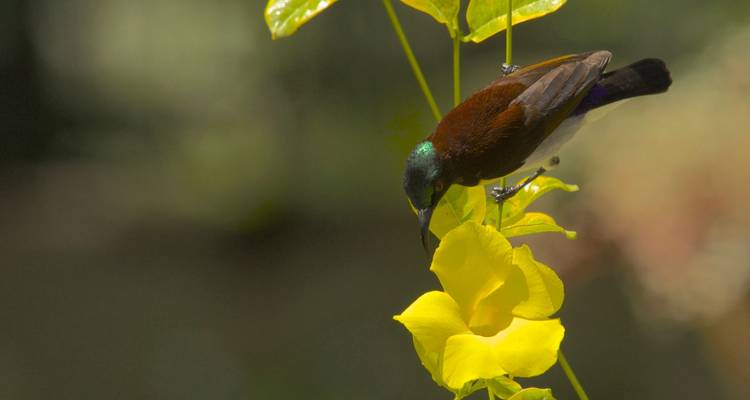 Sri Lanka Chirping Trails - SkyHaven Tours 3