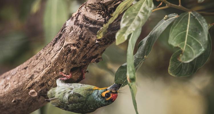 Sri Lanka Chirping Trails - SkyHaven Tours 4