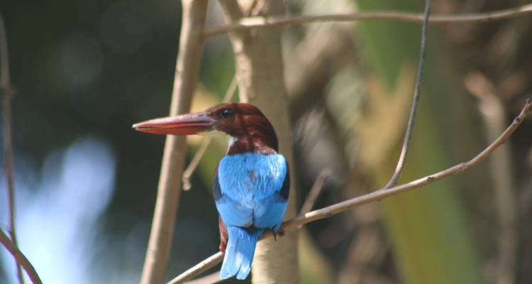 Sri Lanka Chirping Trails - SkyHaven Tours 7