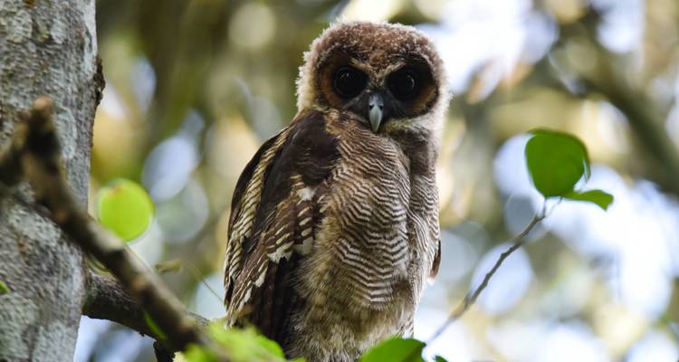 Gros plan d'un hibou perché sur une branche d'arbre.