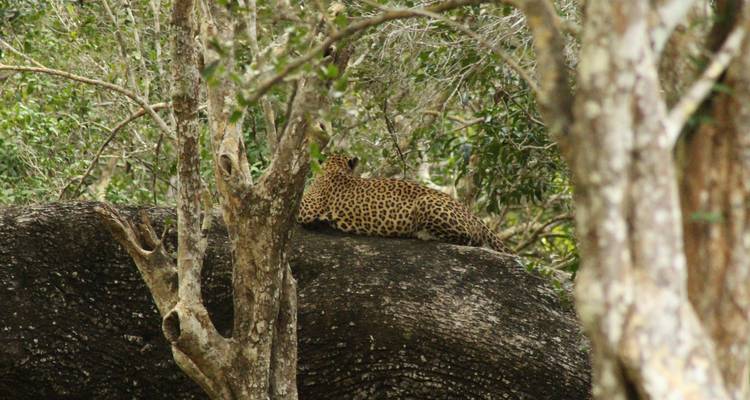Huellas de leopardo en Sri Lanka - SkyHaven Tours 1
