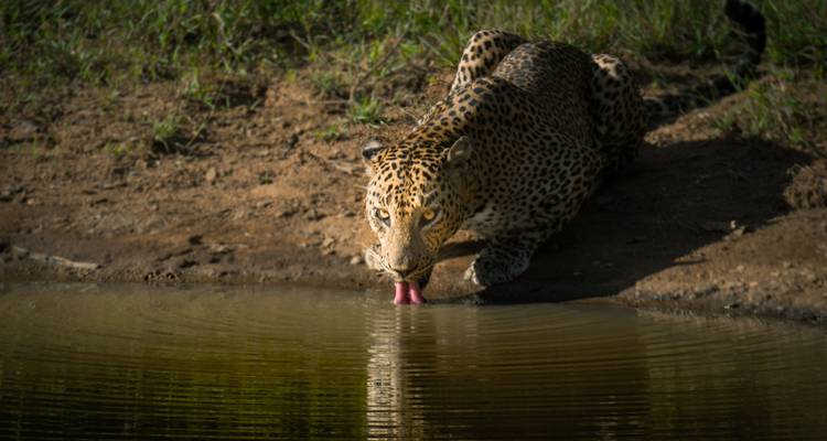 Huellas de leopardo en Sri Lanka - SkyHaven Tours 7