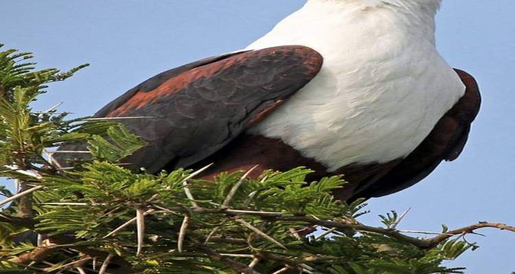 Lo más destacado safari por Tanzania y Zanzíbar - Spider Tours and Safaris 2