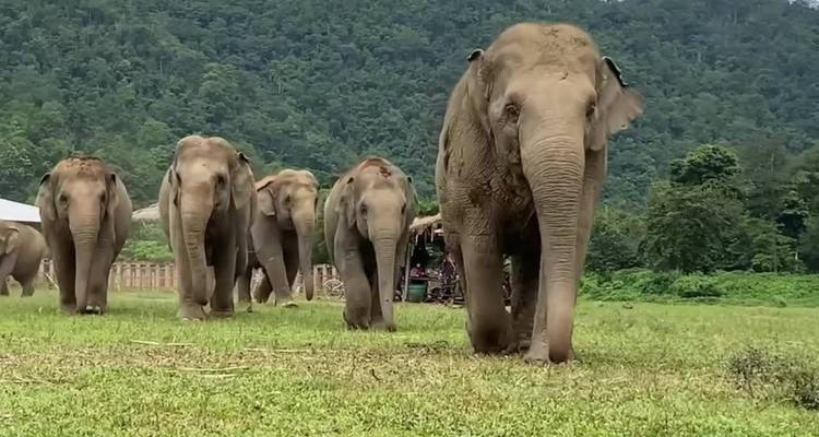 Thaïlande classique en 12 jours - Bangkok/Chiang Mai/Phuket - PrestiGo Asia 9
