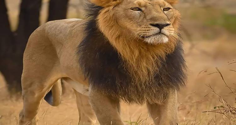 Descubre las maravillas de los reinos salvajes de tigres circuito con Taj Mahal - todo incluido - Travel Con 1