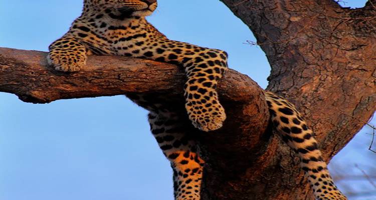 Descubre las maravillas de los reinos salvajes de tigres circuito con Taj Mahal - todo incluido - Travel Con 2