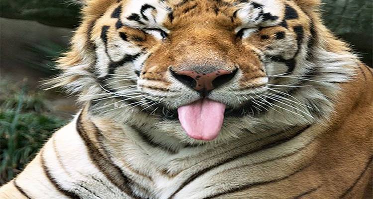 Descubre las maravillas de los reinos salvajes de tigres circuito con Taj Mahal - todo incluido - Travel Con 3