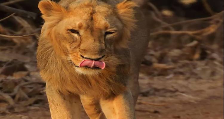 Descubre las maravillas de los reinos salvajes de tigres circuito con Taj Mahal - todo incluido - Travel Con 4