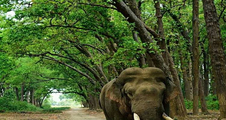 Descubre las maravillas de los reinos salvajes de tigres circuito con Taj Mahal - todo incluido - Travel Con 6