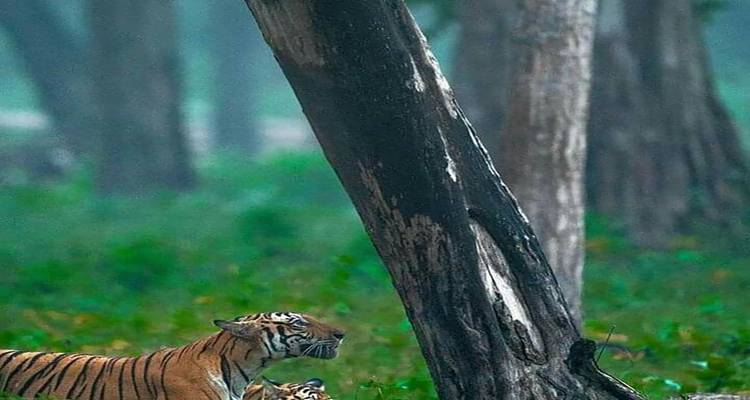 Descubre las maravillas de los reinos salvajes de tigres circuito con Taj Mahal - todo incluido - Travel Con 7