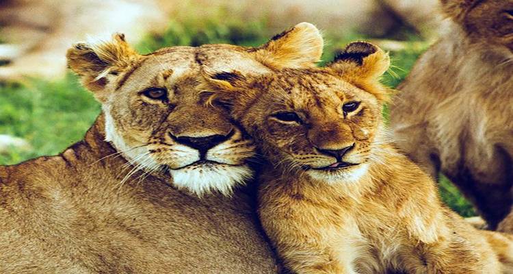 Descubre las maravillas de los reinos salvajes de tigres circuito con Taj Mahal - todo incluido - Travel Con 8