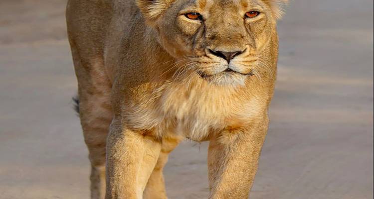 Descubre las maravillas de los reinos salvajes de tigres circuito con Taj Mahal - todo incluido - Travel Con 9