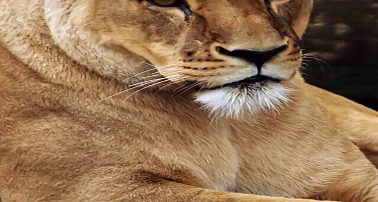 Descubre las maravillas de los reinos salvajes de tigres circuito con Taj Mahal - todo incluido - Travel Con 10